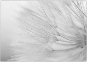 Tablou - Dandelion (70x50 cm)