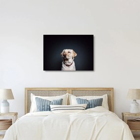 Tablou pe sticlă cu labrador (70x50 cm)