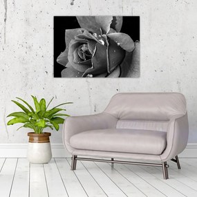 Tablou pe sticlă cu trandafir - albneagră (70x50 cm)