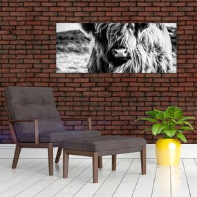 Tablou - Highland - vacă scoțiană (120x50 cm)