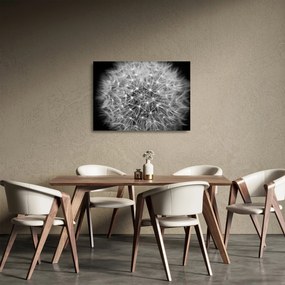 Tablou pe sticlă păpădie gri (70x50 cm)