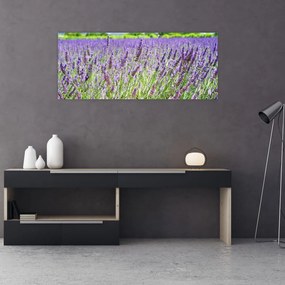 Tablou - Lavandă în câmp (120x50 cm)