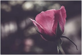 Tablou - Detaliu florii de trandafir (90x60 cm)