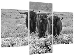 Tablou - Vaci scoțiene (90x60 cm)