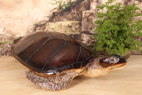Statuetă decorativă din polirășină, maro, broască țestoasă marină, finisaj lucios, 23 x 88 x 59 cm, „Galápagos”