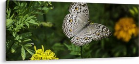 Tablou - fluture alb (120x50 cm)