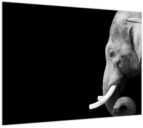 Tablou pe sticlă - Elefant (70x50 cm)