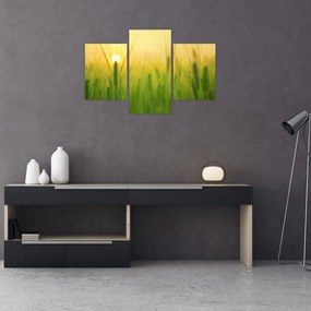 Tablou - Câmp cu cereale (90x60 cm)