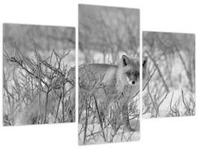 Tablou - Vulpe,alb-negru (90x60 cm)