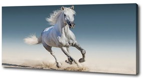 Print pe pânză Cal alb în galop