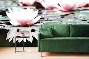 Fototapet autoadeziv floare de lotus