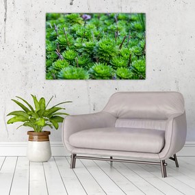 Tablou - Aloe (90x60 cm)