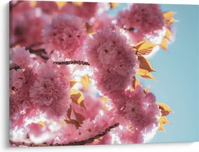 Tablou - Floare de cireș (70x50 cm)