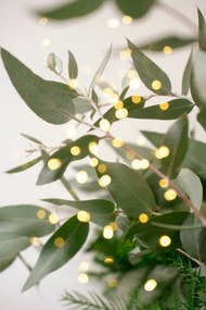 Fotografie Green eucalyptus branches over white background, Anna Blazhuk