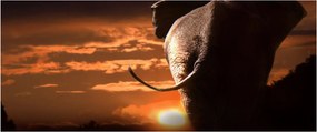 Tablou cu elefant (120x50 cm)