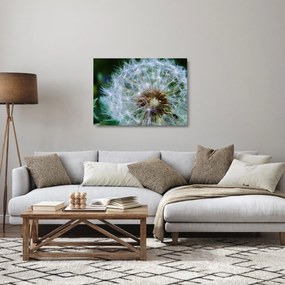 Tablou pe sticlă cu păpădie desflorit (70x50 cm)