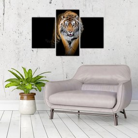 Tablou - Tiger (90x60 cm)