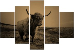 Tablou - Vacă scoțiană pe fugă (150x105 cm)