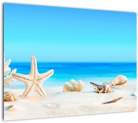 Tablou pe sticlă - Natura morta cu scoici (70x50 cm)