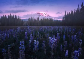 Fotografie Adam's Lupine, Atanu Bandyopadhyay