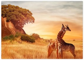 Tablou pe sticlă Girafe în Africa (70x50 cm)