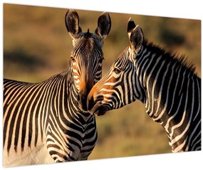 Tablou - Două zebre (90x60 cm)
