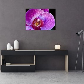 Tablou pe sticlă detailat cu floare de orhidee (70x50 cm)