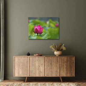 Tablou - floare de apă (70x50 cm)