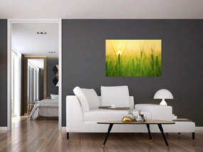 Tablou - Câmp cu cereale (90x60 cm)