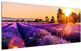 Tablou cu câmp de lavanda (120x50 cm), în 40 de alte dimensiuni noi