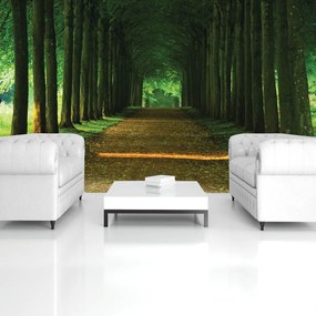 Fototapet - Alee (152,5x104 cm)