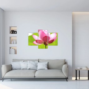 Tablou cu flori de lotus (90x60 cm)