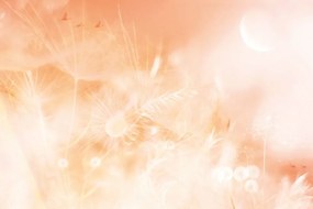 Tapet păpădie la răsărit de soare Peach Fuzz