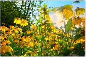 Tablou - Flori galbene (90x60 cm)