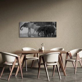 Tablou cu elefanți - albnegru (120x50 cm)