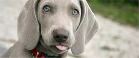 Tablou - cățeluș weimaraner (120x50 cm)