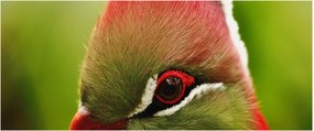 Tablou cu pasărea colorată (120x50 cm)