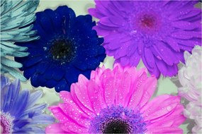 Tablou cu flori colorate (90x60 cm)