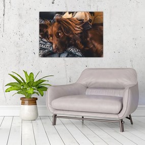 Tablou pe sticlă cu câini dormind (70x50 cm)