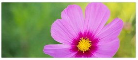 Tablou - floare de câmp (120x50 cm)