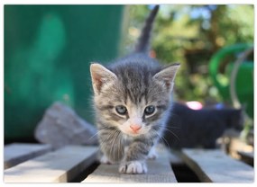 Tablou cu pisicuțe (70x50 cm)