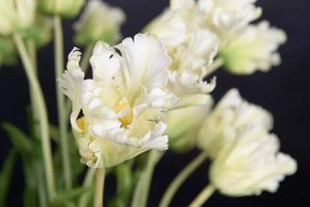 Aranjament floral mare decor festiv design LUX SERENA PARROT TULIP