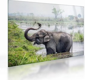 Tablou pe sticlă - Elefant de scăldat (70x50 cm)