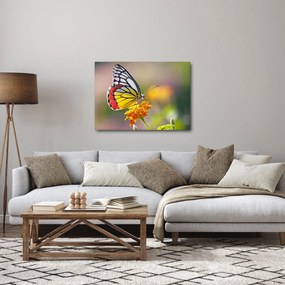 Tablou - Fluture pe floare (70x50 cm)