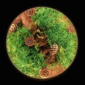 Li-Go 23654 - Decorațiune de masă LED reglabilă LED/12W/230V 20x22 cm mușchi