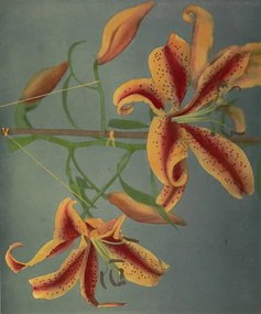 Reproducere Lily, 1896, Ogawa Kazumasa