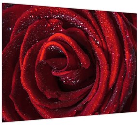 Tablou - Trandafir roșu cu picături de rouă (70x50 cm)