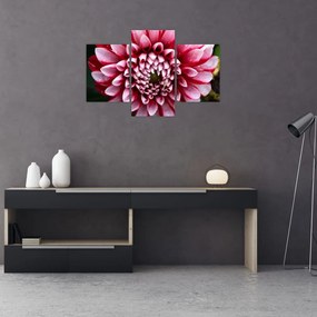 Tablou cu dalie roz (90x60 cm)