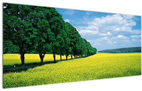 Tablou - Câmp cu alei (120x50 cm)