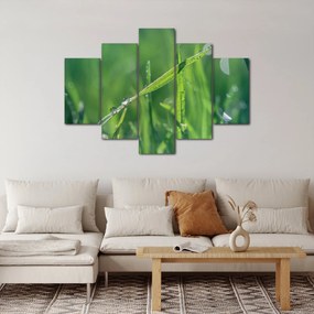 Tablou cu picături de rouă (150x105 cm)